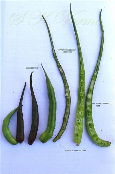  Fruits